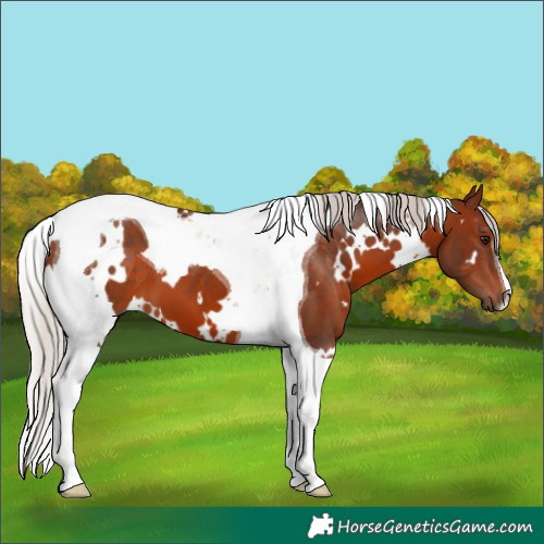 Horse Color:White Spotted Silver Brown Tobiano
