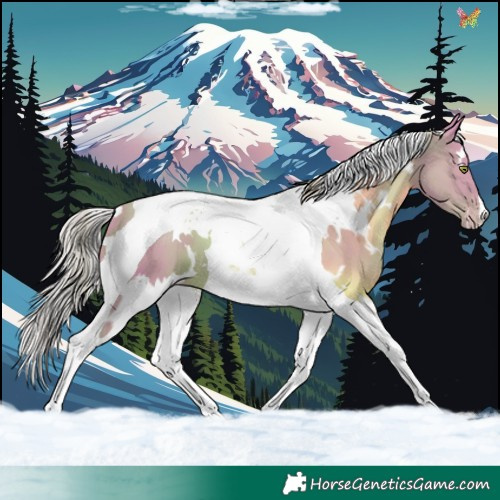 Horse Color:Watercolor White Spotted Gold Champagne Tobiano 