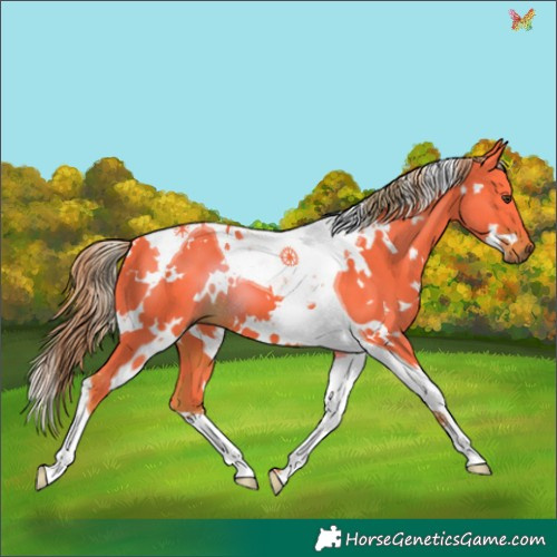 Horse Color:Watercolor White Spotted Liver Chestnut Tobiano