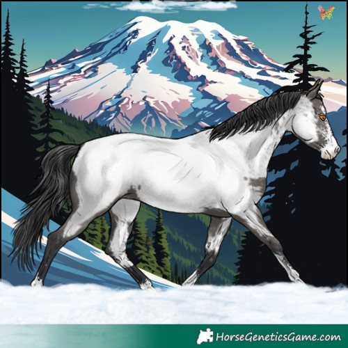Horse Color:Grullo Sabino Appaloosa 