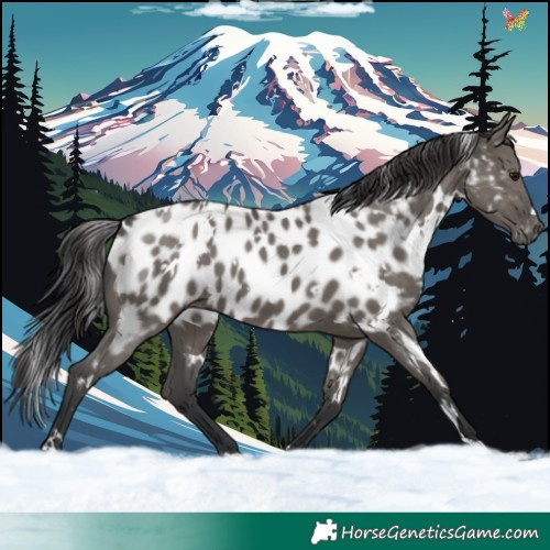Horse Color:White Spotted Grullo Appaloosa 