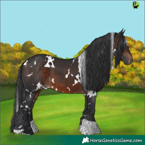Horse Color:White Spotted Brown 