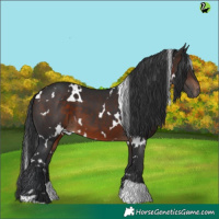 Horse Color:White Spotted Brown