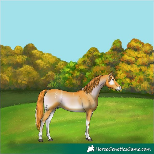 Horse Color:Powder White Watercolor Liver Red Onyx 
