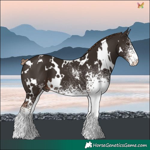 Horse Color:White Spotted Liver Chestnut 
