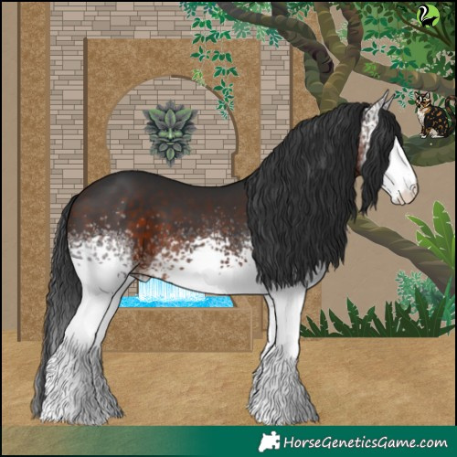Horse Color:White Spotted Brown 