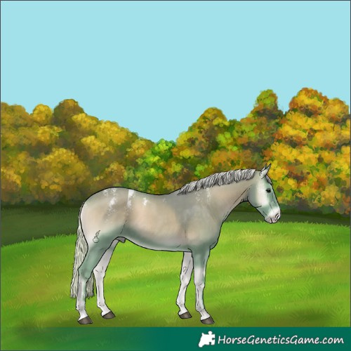 Horse Color:Powder White Watercolor Silver Blue Onyx 