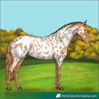 Horse Color:Chestnut Near Leopard