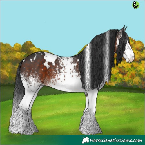Horse Color:White Spotted Brown