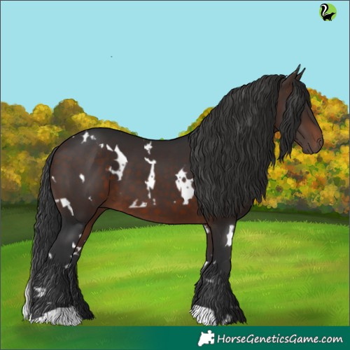 Horse Color:White Spotted Brown 