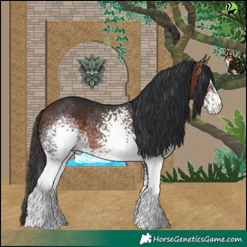 Horse Color:White Spotted Bay Rabicano 