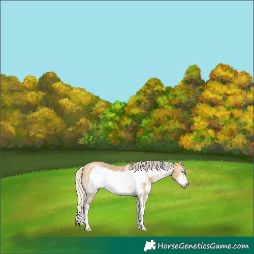 Horse Color:Silver Buckskin Dun Sabino Frame