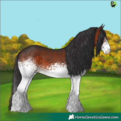 Horse Color:White Spotted Brown 