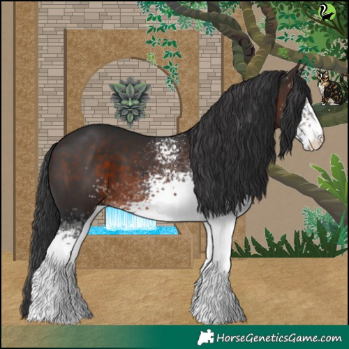 Horse Color:White Spotted Brown 