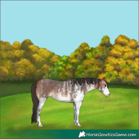 Horse Color:White Spotted Bay