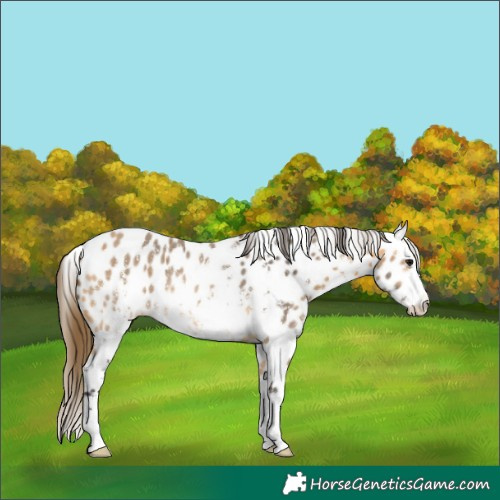 Horse Color:Buckskin Sabino Appaloosa Rabicano 