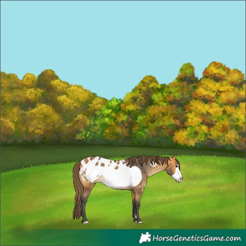 Horse Color:Buckskin Frame Appaloosa Rabicano 