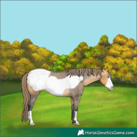 Horse Color:Buckskin Frame Snowcap 
