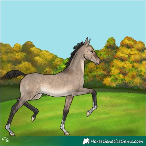 Horse Color:Brown Dun Tobiano