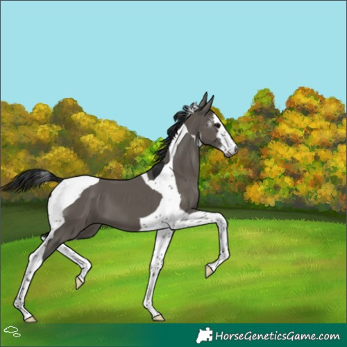 Horse Color:Gray White Spotted Grullo Tobiano