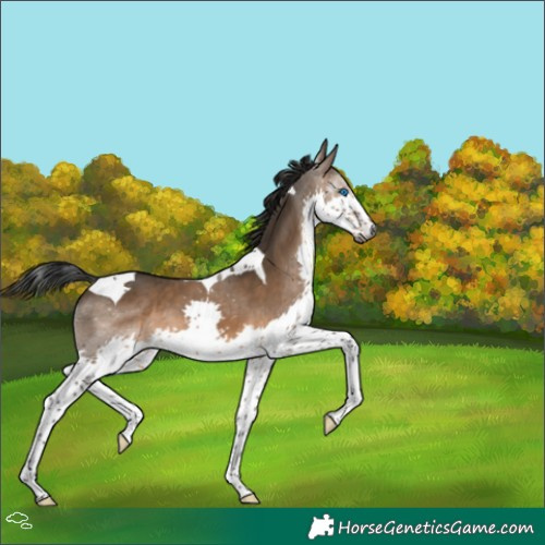 Horse Color:Gray Brown Dun Splash Tobiano 