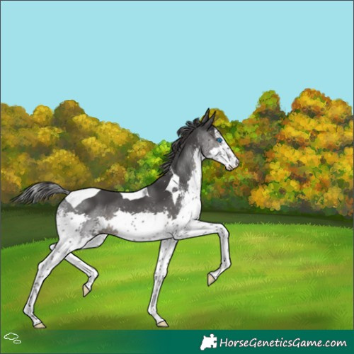 Horse Color:White Spotted Black Splash Tobiano 