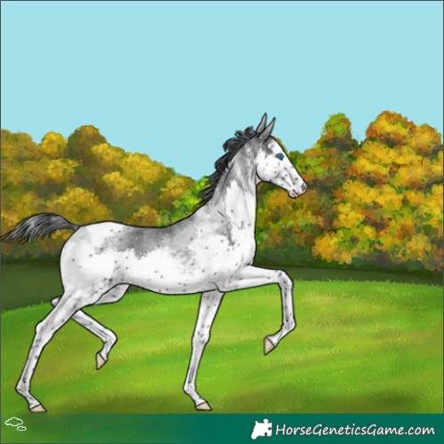 Horse Color:White Spotted Black Splash Tobiano