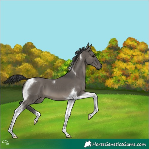 Horse Color:Grullo Tobiano