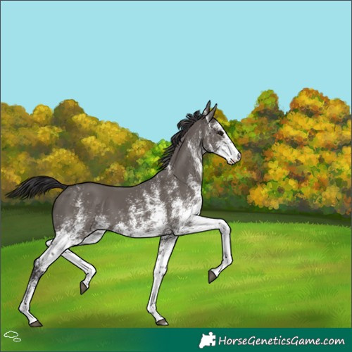 Horse Color:White Spotted Smoky Grullo