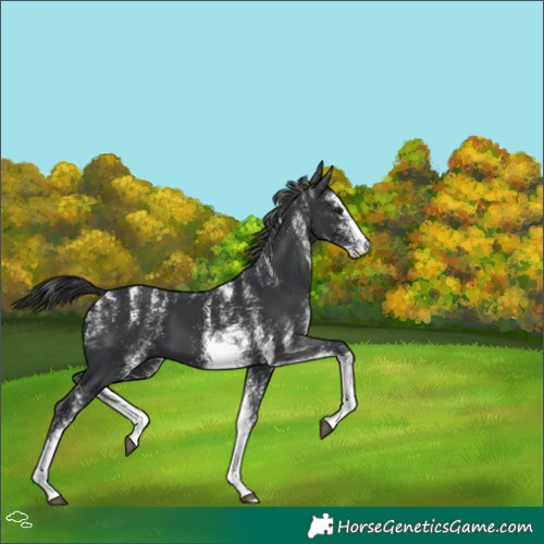 Horse Color:Powder White White Spotted Black