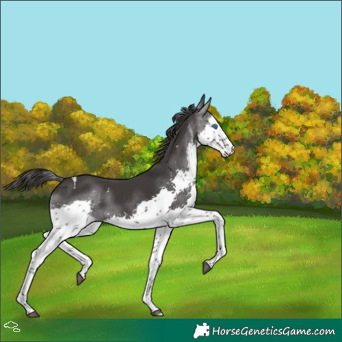 Horse Color:White Spotted Smoky Black Splash Tobiano 