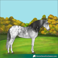 Horse Color:Gray White Spotted Black Appaloosa  and Gray White Spotted Black Splash Appaloosa 