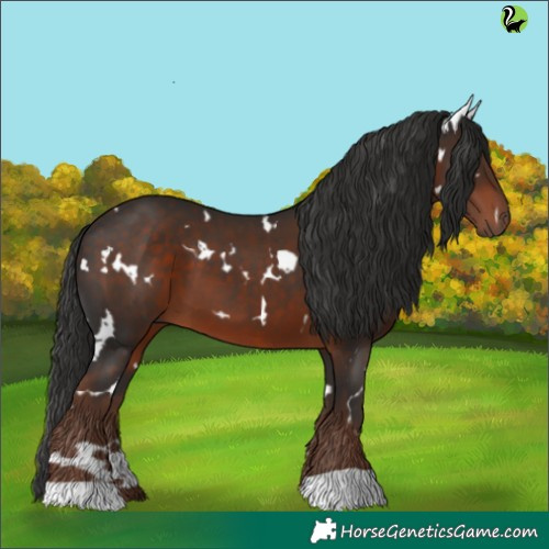 Horse Color:White Spotted Liver Chestnut