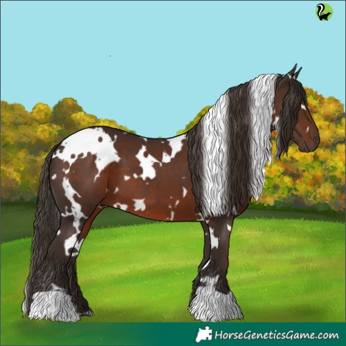Horse Color:White Spotted Liver Chestnut 
