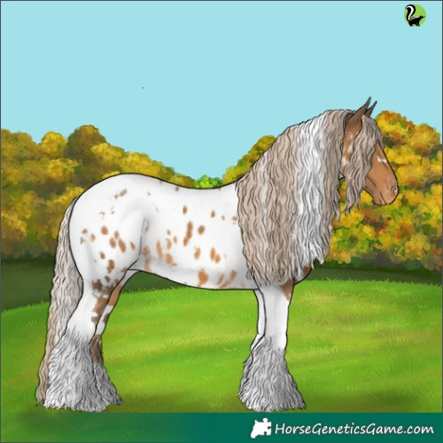 Horse Color:White Spotted Chocolate Palomino Tobiano Appaloosa 