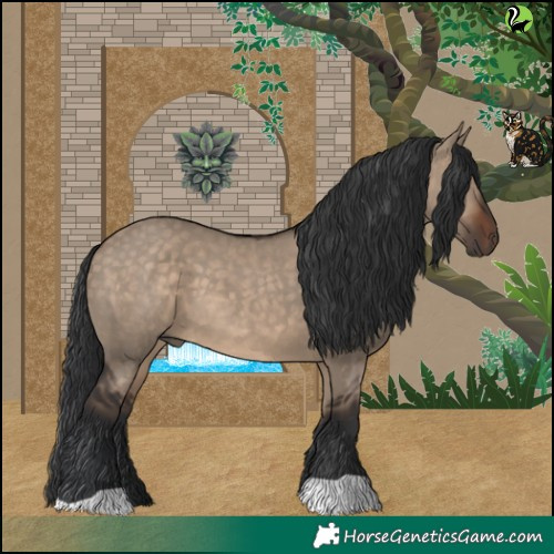 Horse Color:Brown Dun 
