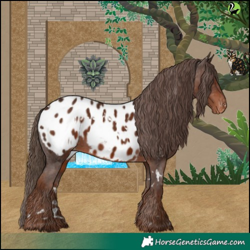 Horse Color:White Spotted Liver Chestnut Appaloosa 