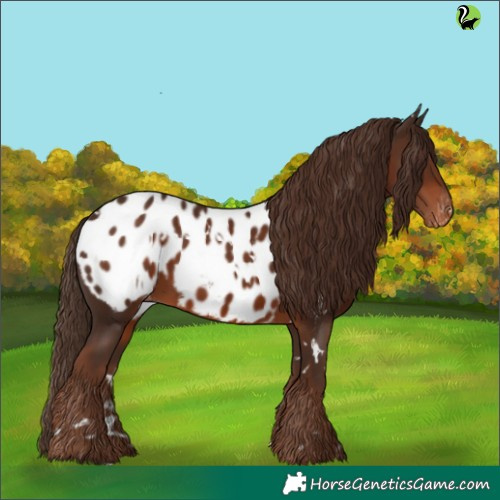 Horse Color:White Spotted Liver Chestnut Appaloosa