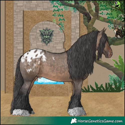 Horse Color:Brown Dun Appaloosa 