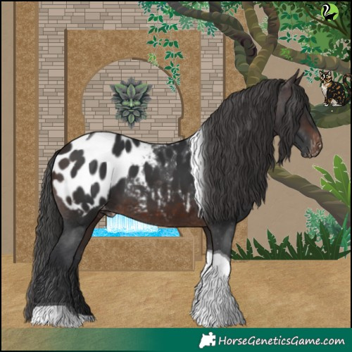 Horse Color:Brown Tobiano Appaloosa 