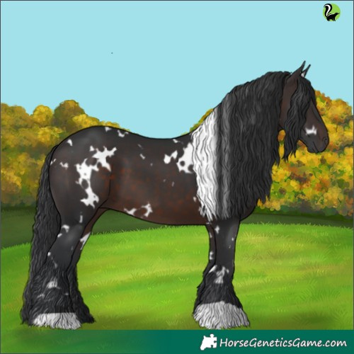 Horse Color:White Spotted Brown 