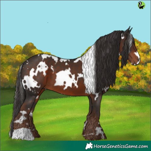 Horse Color:White Spotted Liver Chestnut