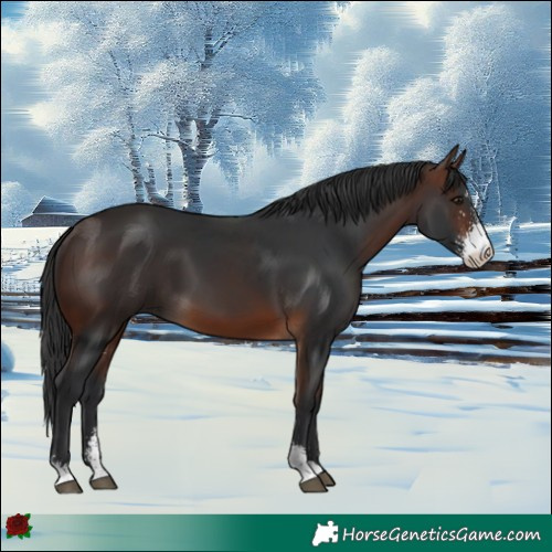 Horse Color:Brown Sabino 
