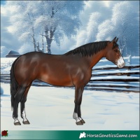 Horse Color:Brown Sabino 