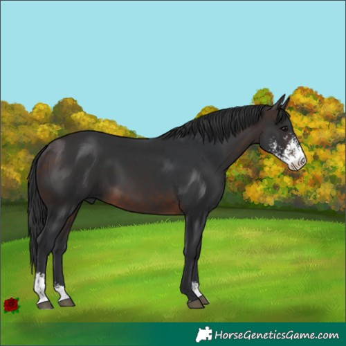 Horse Color:Brown Sabino 