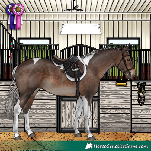 Horse Color:Silver Brown Tobiano 