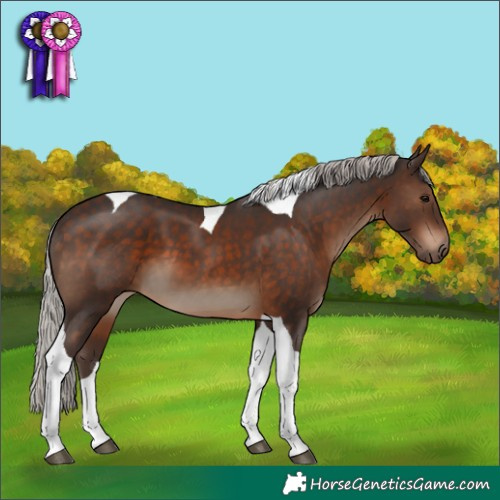 Horse Color:Silver Brown Tobiano 