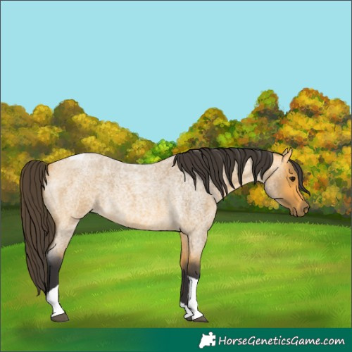 Horse Color:Buckskin Roan Tobiano