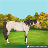 Horse Color:Buckskin Roan Tobiano 