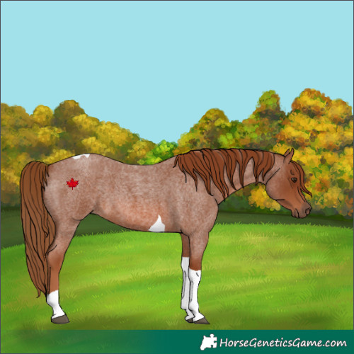 Horse Color:Red Roan Tobiano